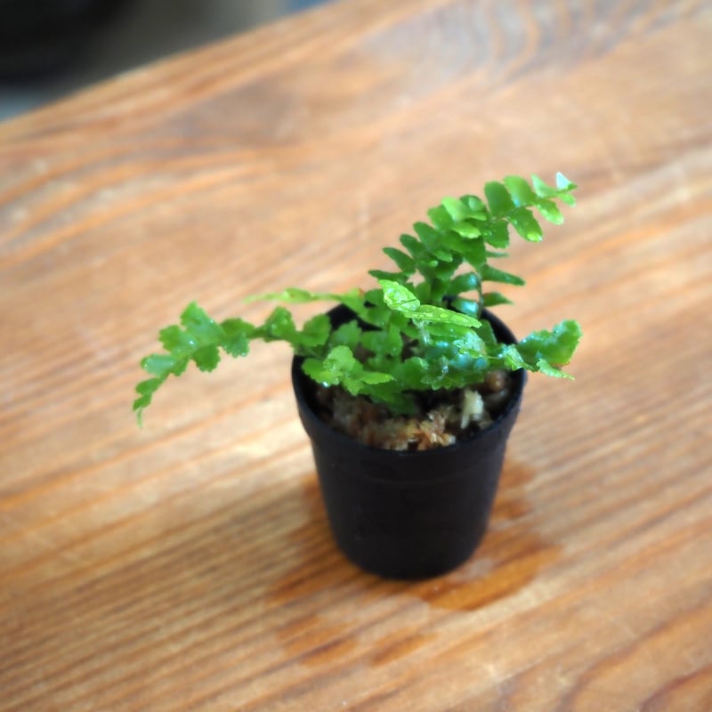 シダ植物】Nephrolepis 
