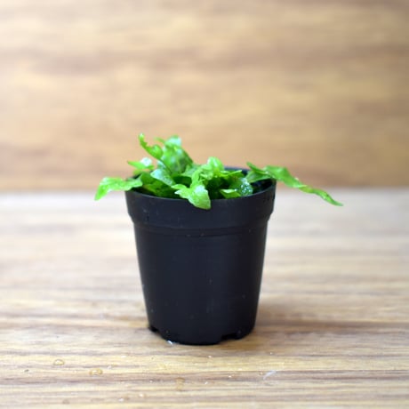 【シダ植物】Asplenium ebenoides｜アスプレニウム エベノイデス｜3.5cmポット