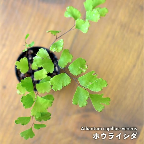 【シダ植物】Adiantum capillus-veneris｜ホウライシダ｜3.5cmポット