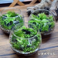 【テラリウム作品】シダボウルS（W100×H80mm）｜シダと苔のテラリウム