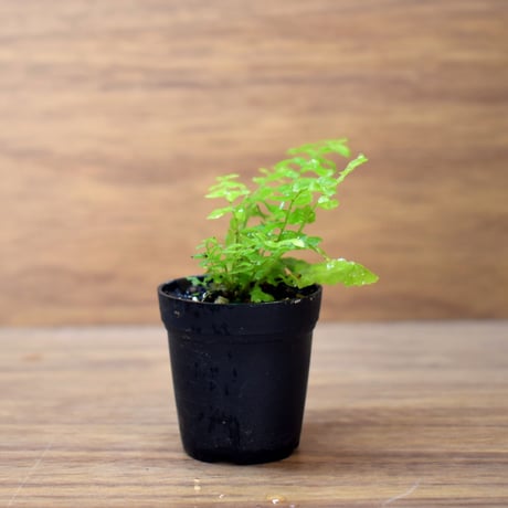 【シダ植物】Nephrolepis "Green Lady"｜ネフロレピス "グリーンレディ"｜3.5cmポット