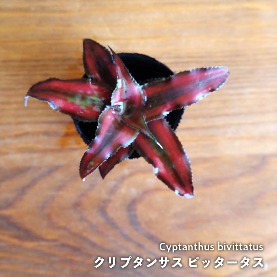 60e03a2e0079067208a7518c