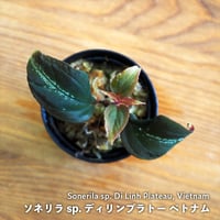 【熱帯植物】Sonerila sp. Di Linh Plateau, Vietnam｜ソネリラ sp. ディリンプラトー ベトナム｜6cmポット