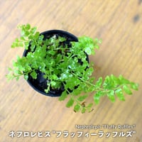 【シダ植物】Nephrolepis "Fluffy Ruffles"｜ネフロレピス "フラッフィーラッフルズ"｜3.5cmポット