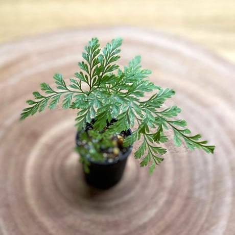 【シダ植物】Davallia fijiensis｜ダバリア フィジーエンシス｜3.5cmポット