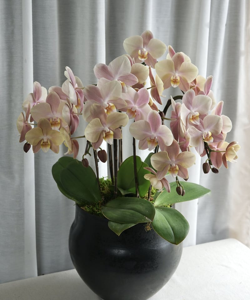 胡蝶蘭の寄せ植え 20,000円 | Shu Onodera