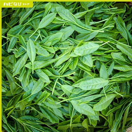 摘みたてをお届け！新茶2袋【静岡県産】