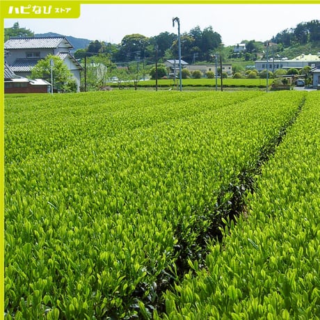 摘みたてをお届け！新茶2袋【静岡県産】