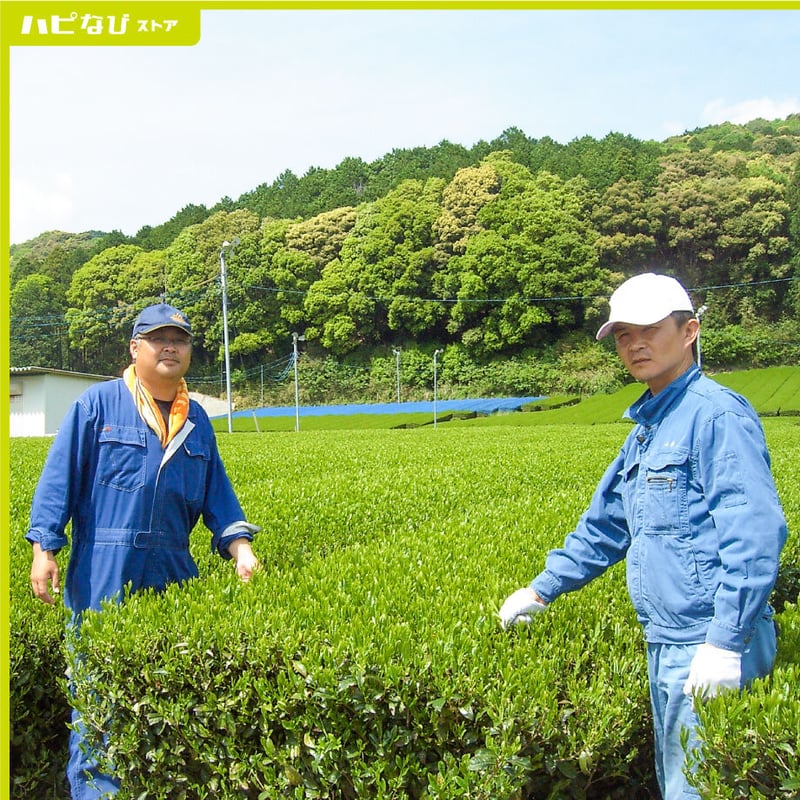 摘みたてをお届け！新茶2袋【静岡県産】 | ちゅ～ぶマルシェ