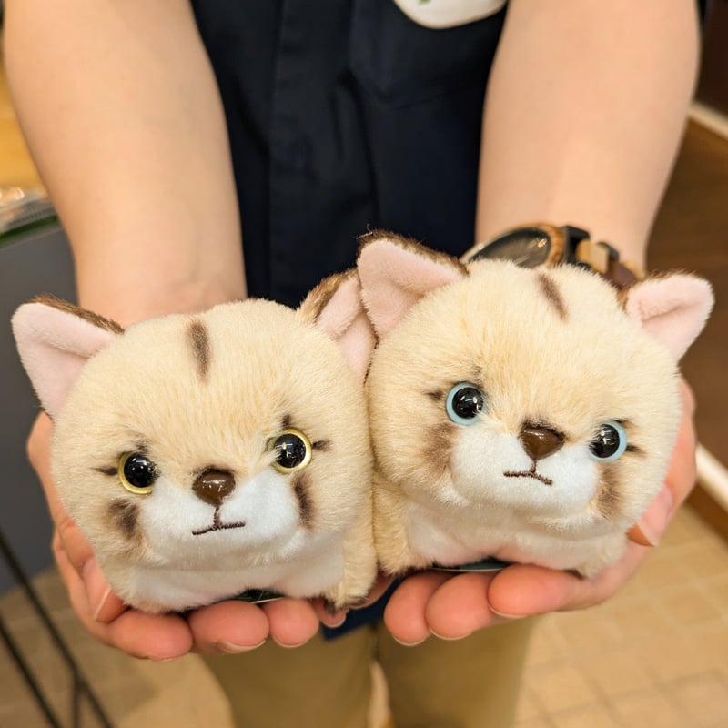 ZOOMOオリジナル ぽちゃまるピューマ “タフ”＆“ニーナ”ペアセット