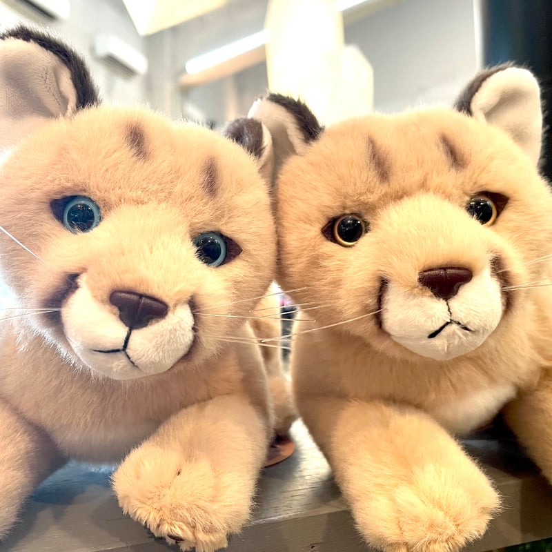 ZOOMO ANIMAL PUMA タフorニーナ | ZOOMO SHOP -Online-