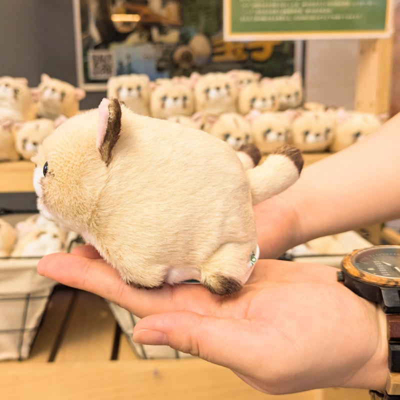 ZOOMOオリジナル ぽちゃまるピューマ “タフ”＆“ニーナ”ペアセット