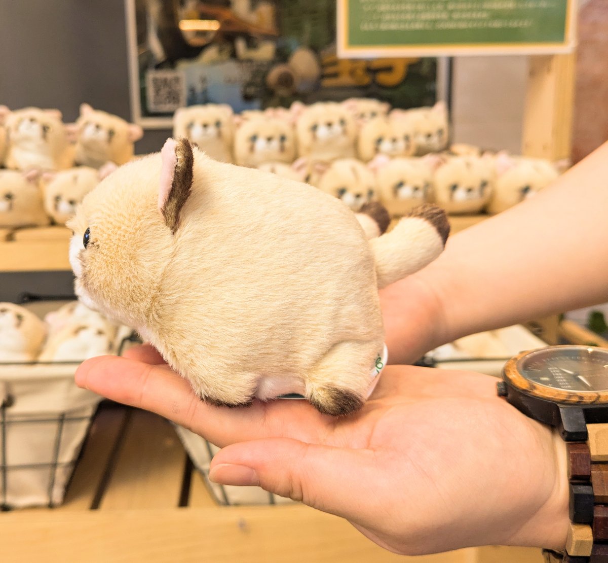 ZOOMOオリジナル ぽちゃまるピューマ “タフ”＆“ニーナ”ペアセット