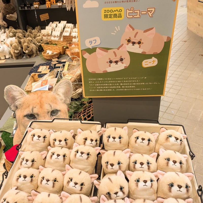 ZOOMOオリジナル ぽちゃまるピューマ “タフ”＆“ニーナ”ペアセット