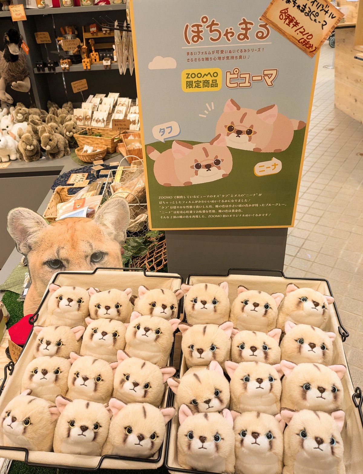 ZOOMOオリジナル ぽちゃまるピューマ “タフ”＆“ニーナ”ペアセット