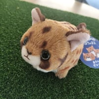 オリジナル★ぽちゃまるピューマ赤ちゃん