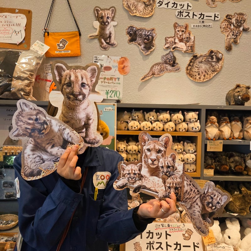超豪華な11枚‼️BIGダイカットポストカードセット | ZOOMO SHOP -Online-