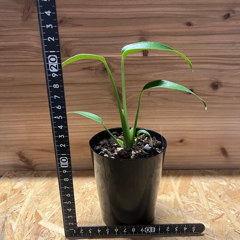 モンステラ ディラセラータ バールマルクスフレーム | GREEN LUCK