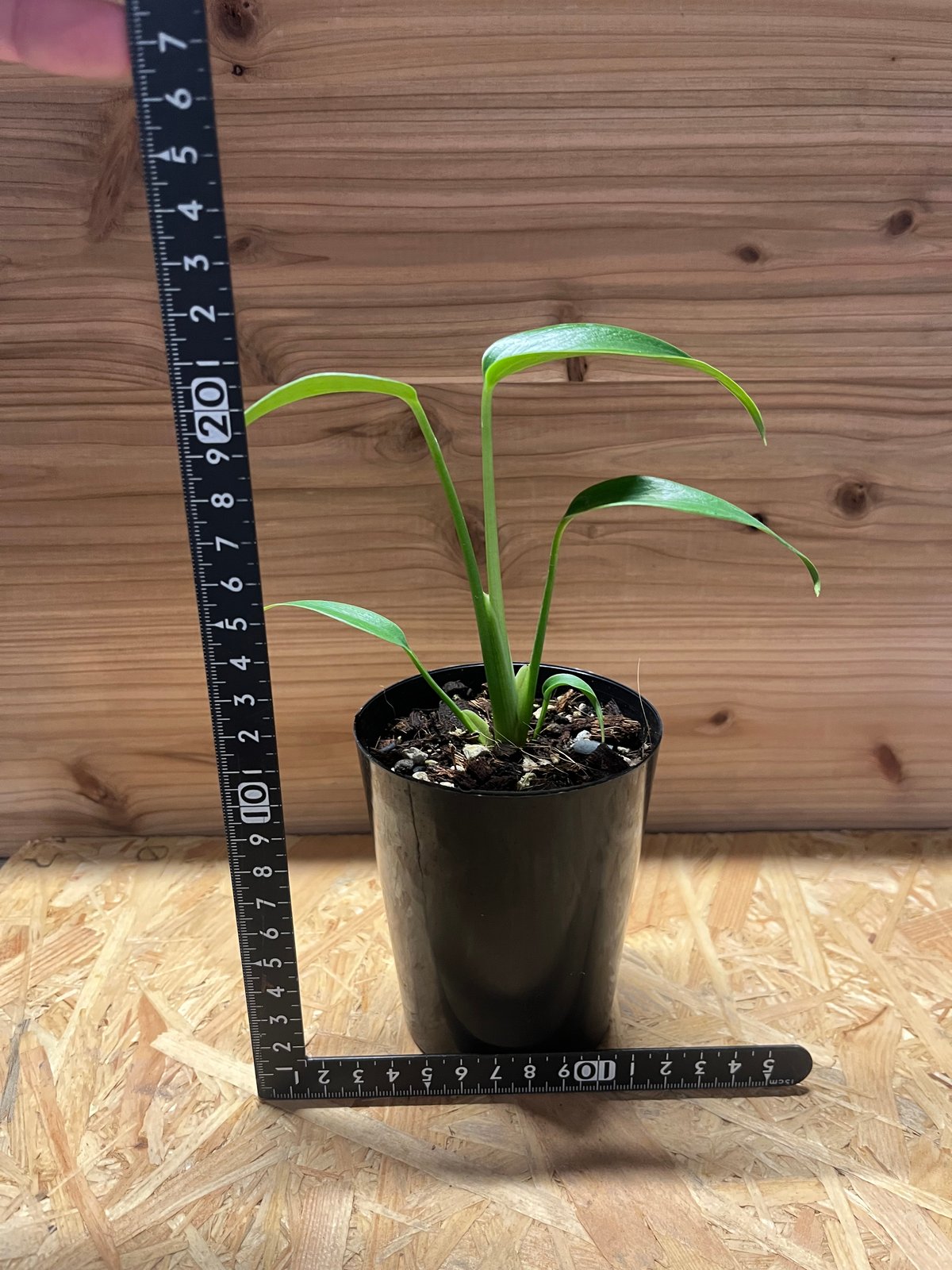 モンステラ ディラセラータ バールマルクスフレーム | GREEN LUCK