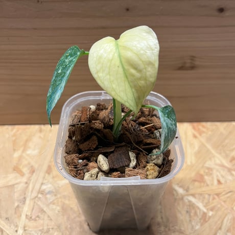 CATEGORY 観葉植物 | GREEN LUCK