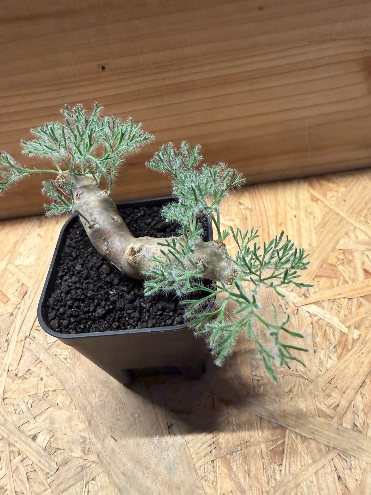 モンソニア ムルチフィダ | GREEN LUCK