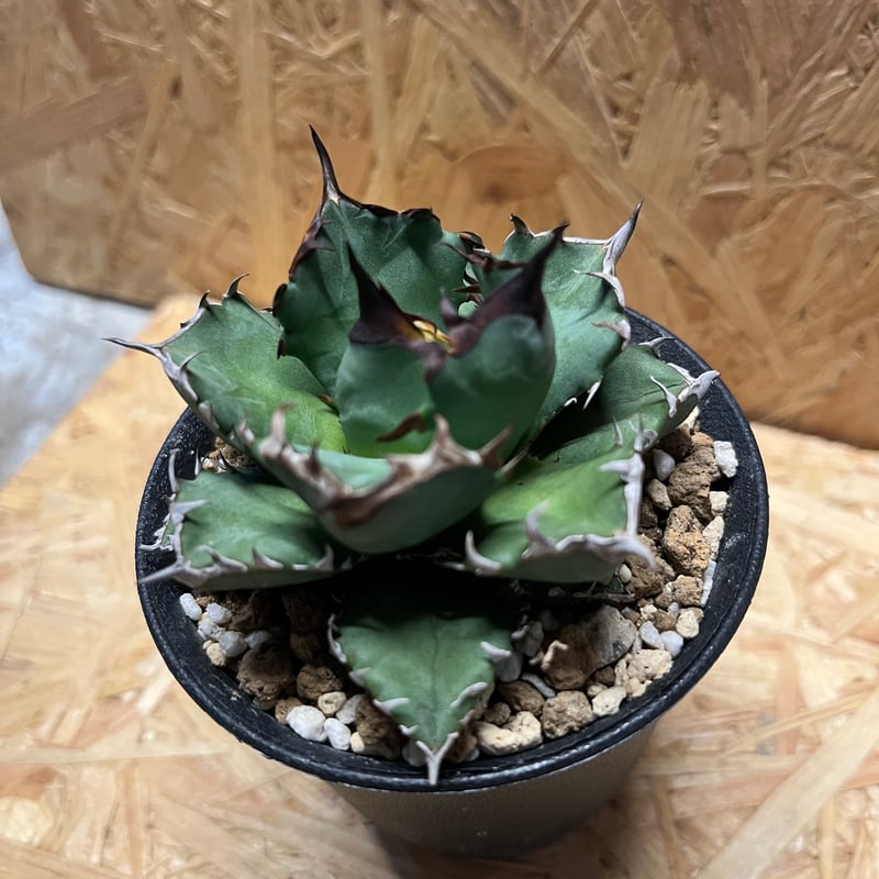 アガベ チタノタ 姫厳竜 | GREEN LUCK