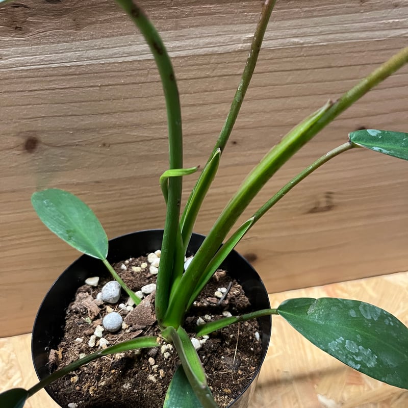 フィロデンドロン ジョーピー | GREEN LUCK