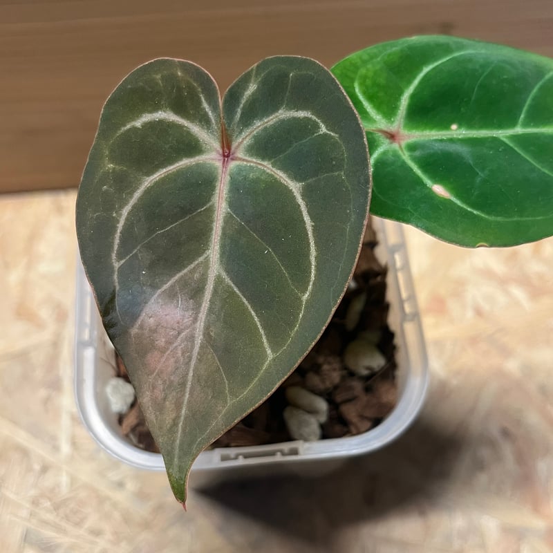 アンスリウム レッドクリスタリナム×ホフマニー レッド サイナス 激