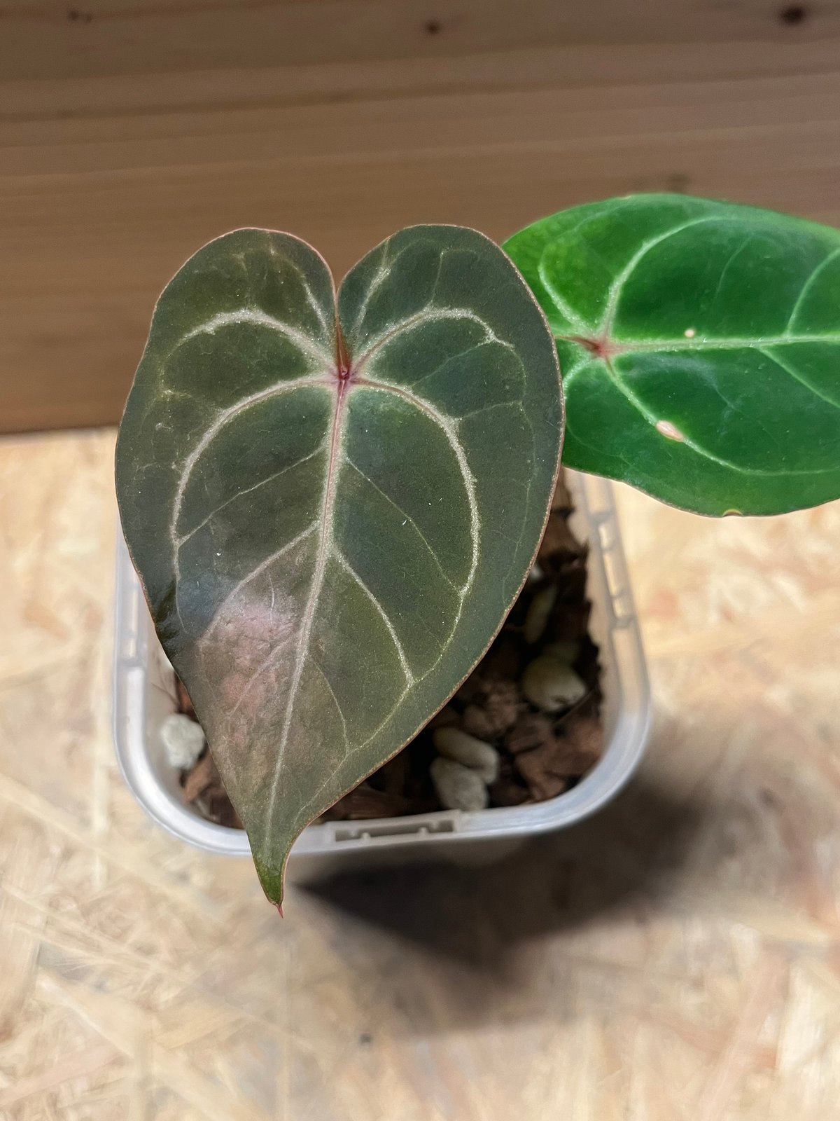 アンスリウム ホフマニー レッドサイナス | GREEN LUCK