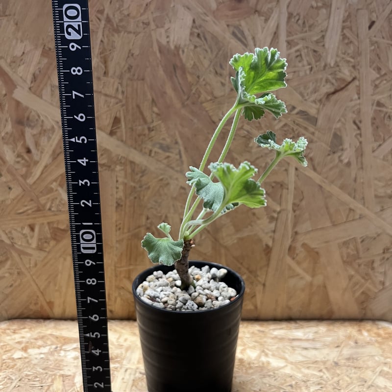 ペラルゴニウム ミラビレ 実生 | GREEN LUCK