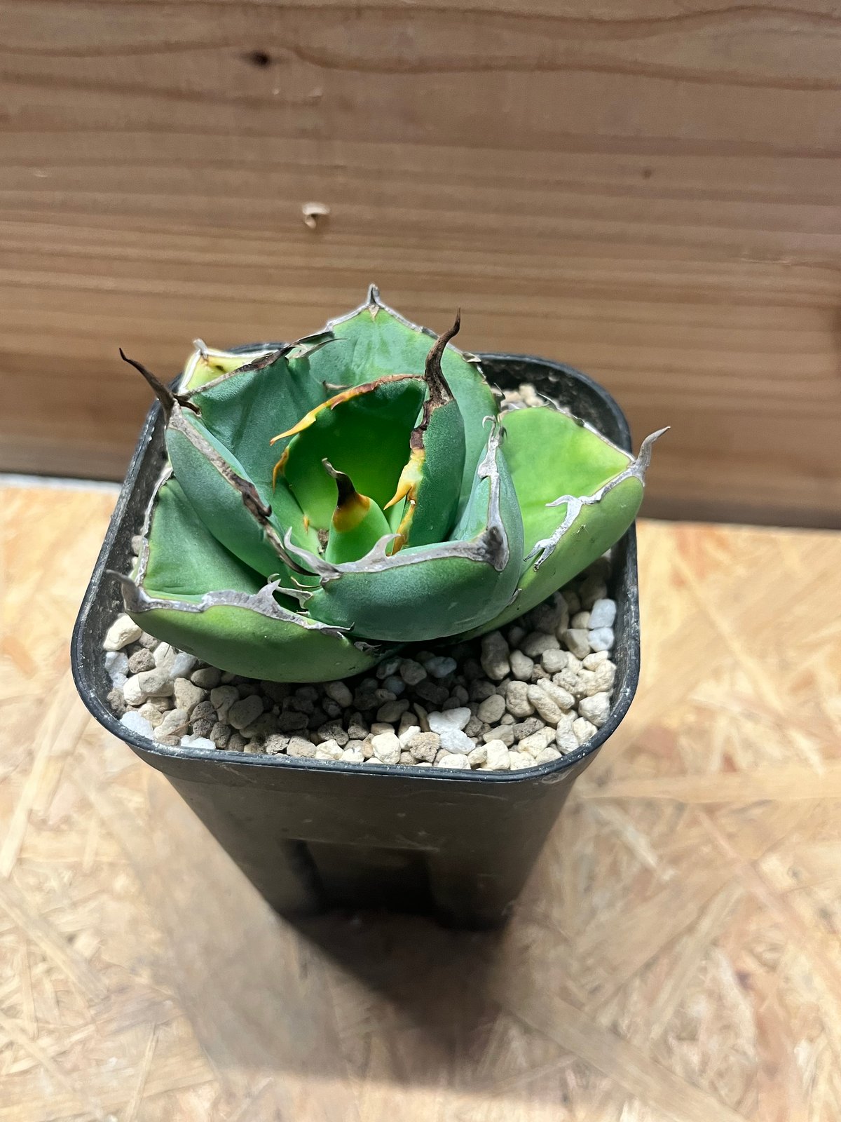 アガベチタノタ　ジャガーノートhyb CJ産 アガベ チタノタ 'ジャガーノート hyb.' | GREEN LUCK