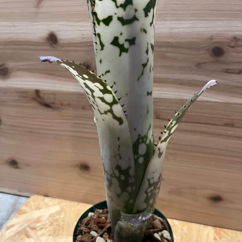 ビルベルギア メリーモナーク Billbergia Merrie Monarch ビルベルギア メリーモナーク | GREEN LUCK