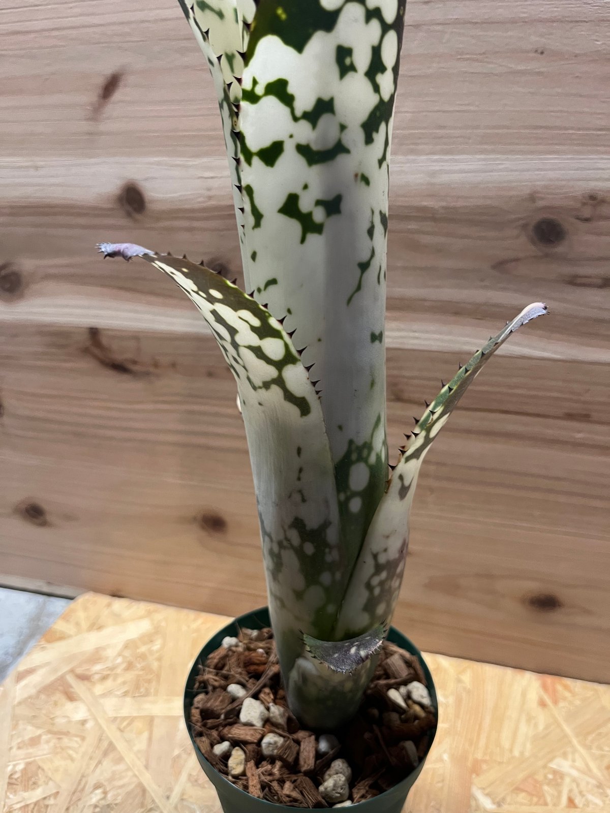 ビルベルギア・メリーモナーク Billbergia Merrie Mo ビルベルギア メリーモナーク | GREEN LUCK