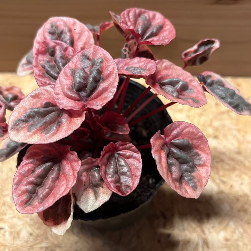 ペペロミア ストロベリークォーツ | GREEN LUCK