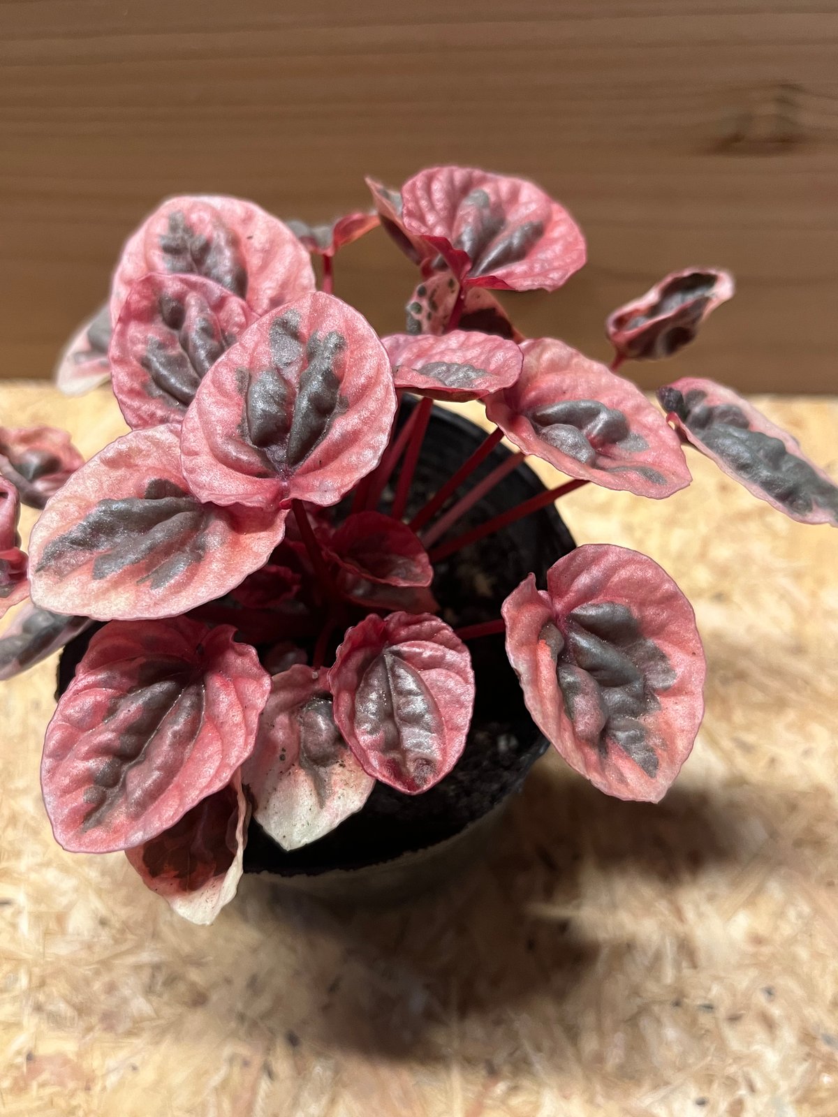 ペペロミア ストロベリークォーツ | GREEN LUCK