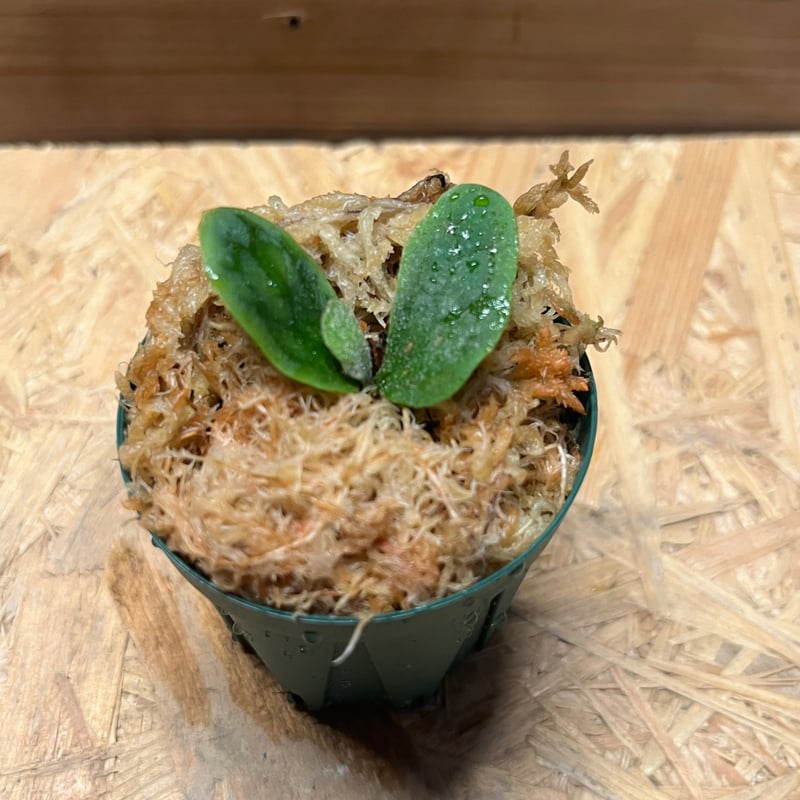 つ*ー様 ビカクシダ　フィッシュボーン ビ*熊様 ビカクシダ フィッシュボーン P. 'Fishbone' (TC