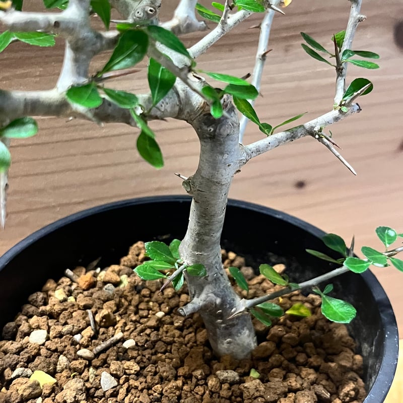 コミフォラ シンプリキフォリア | GREEN LUCK