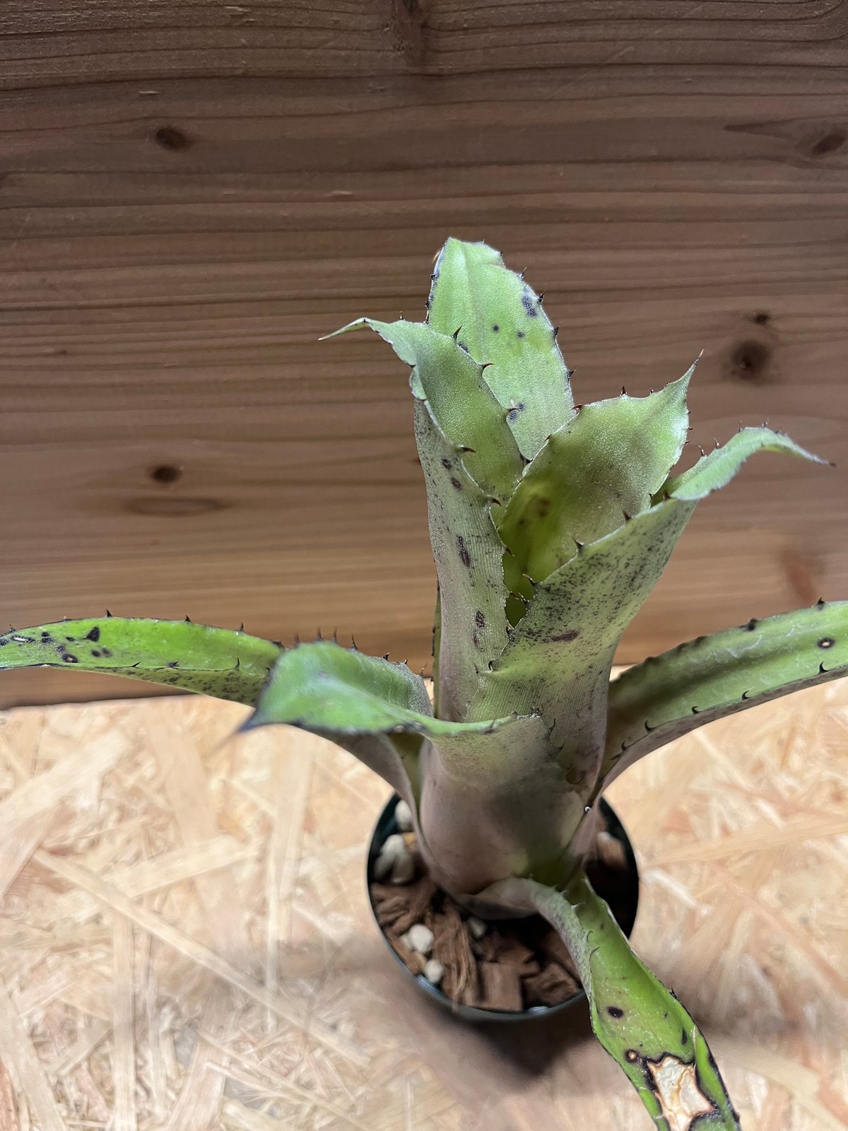 ホヘンベルギア sp.Leme #2203 | GREEN LUCK