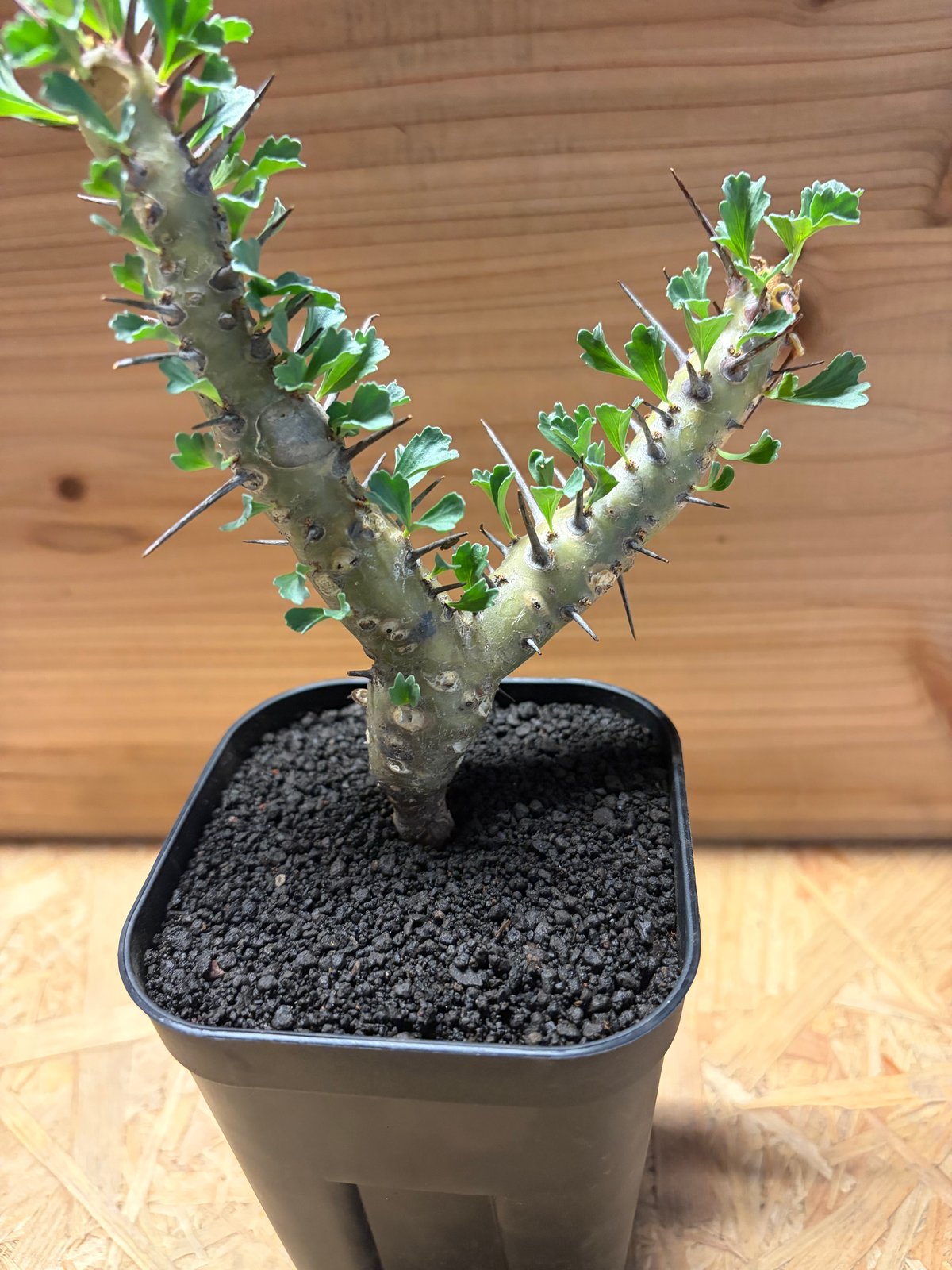 モンソニア クラシカウリス | GREEN LUCK