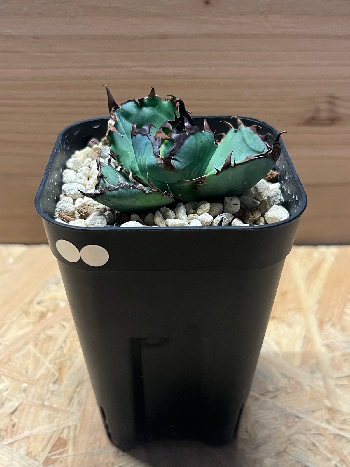 アガベ チタノタ ブルーボール | GREEN LUCK