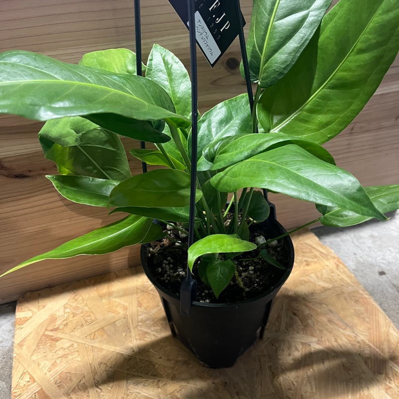 アンスリウム ペンドゥリフォリウム | GREEN LUCK