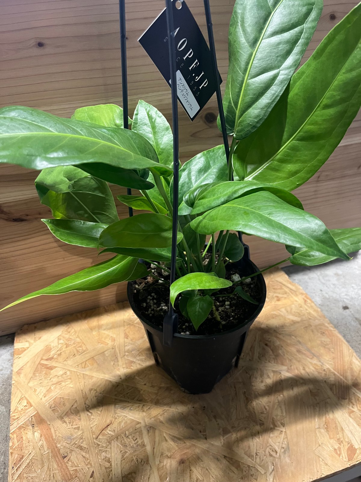 アンスリウム ペンドゥリフォリウム | GREEN LUCK