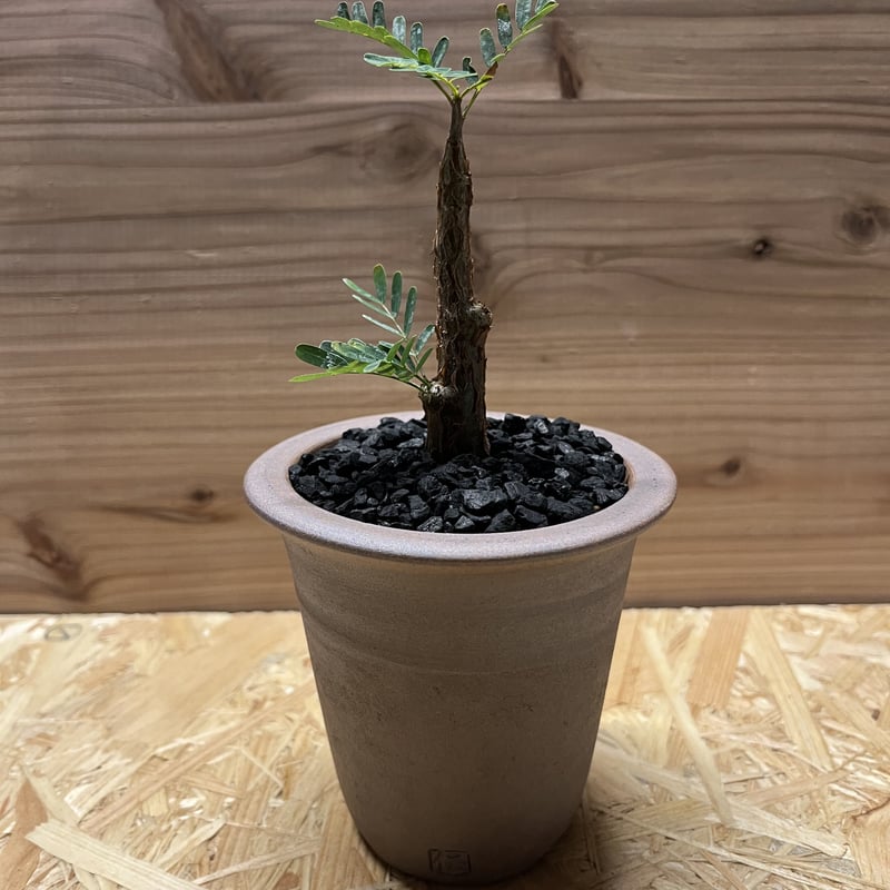 センナ メリディオナリス×伝市鉢 | GREEN LUCK