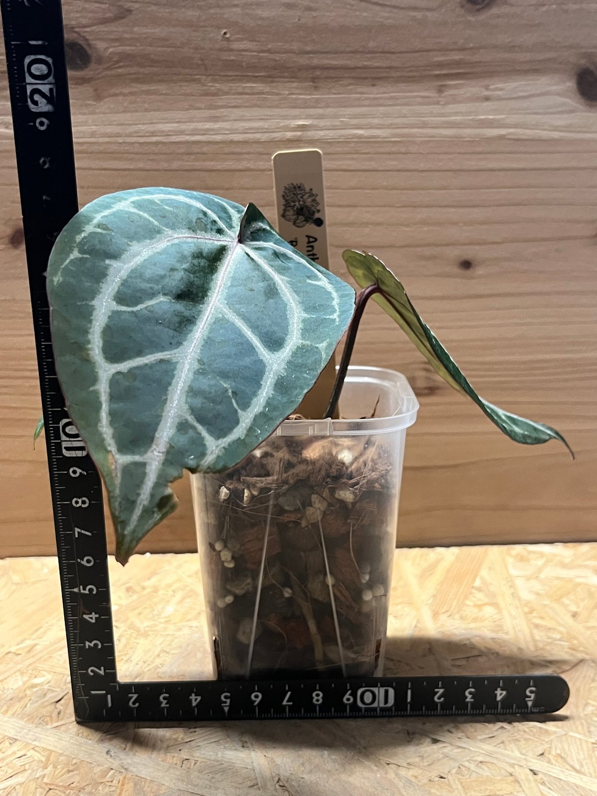 アンスリウム レッドクリスタル セルフ | GREEN LUCK