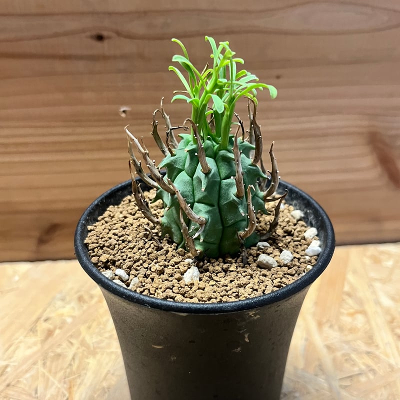 ユーフォルビア スコエンランディ 闘牛角 | GREEN LUCK