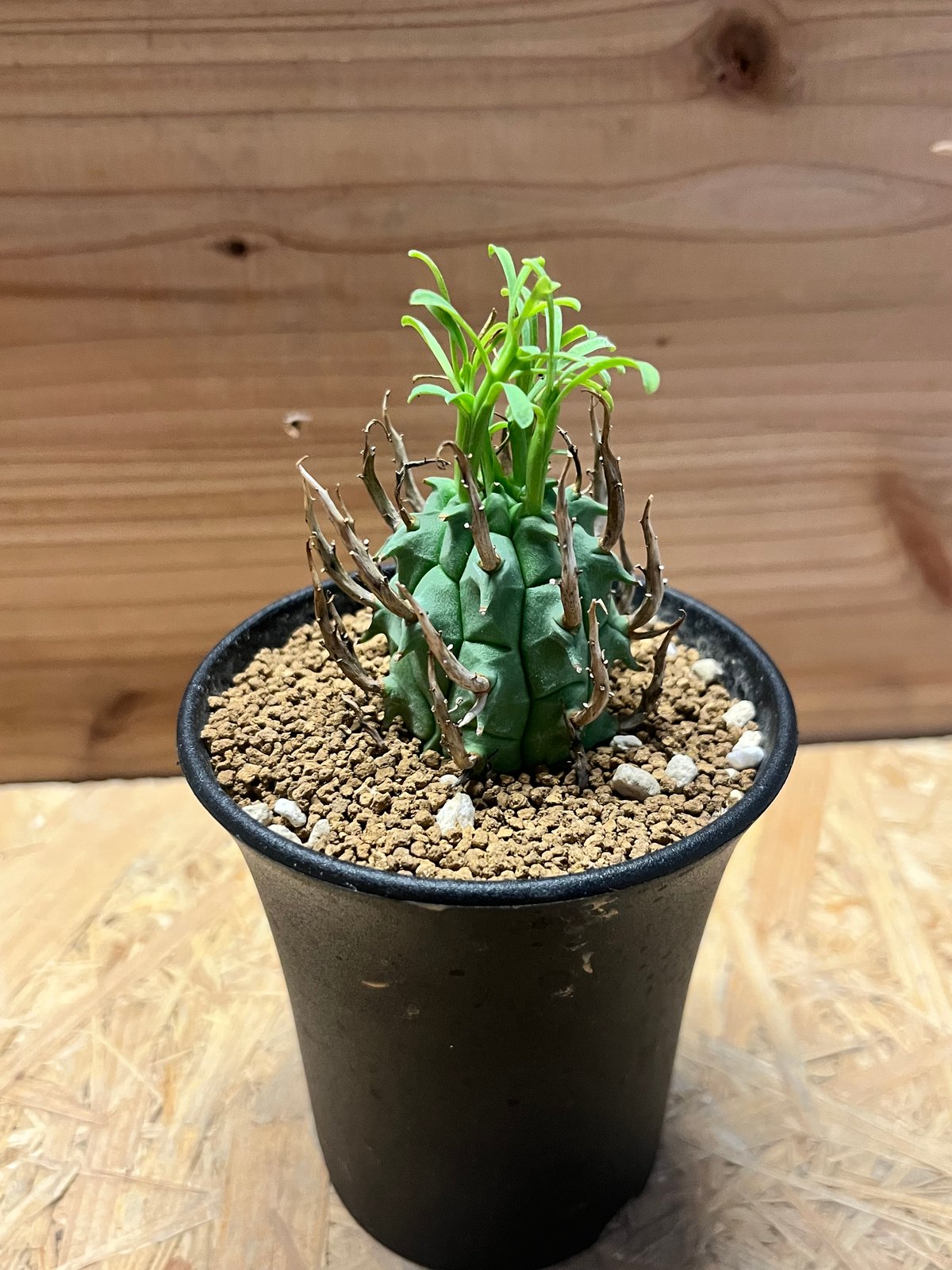 ユーフォルビア スコエンランディ 闘牛角 | GREEN LUCK