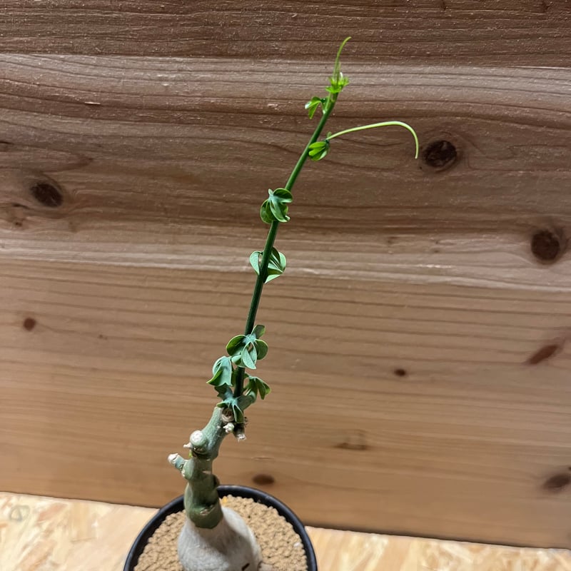 アデニア フルチコーサ | GREEN LUCK