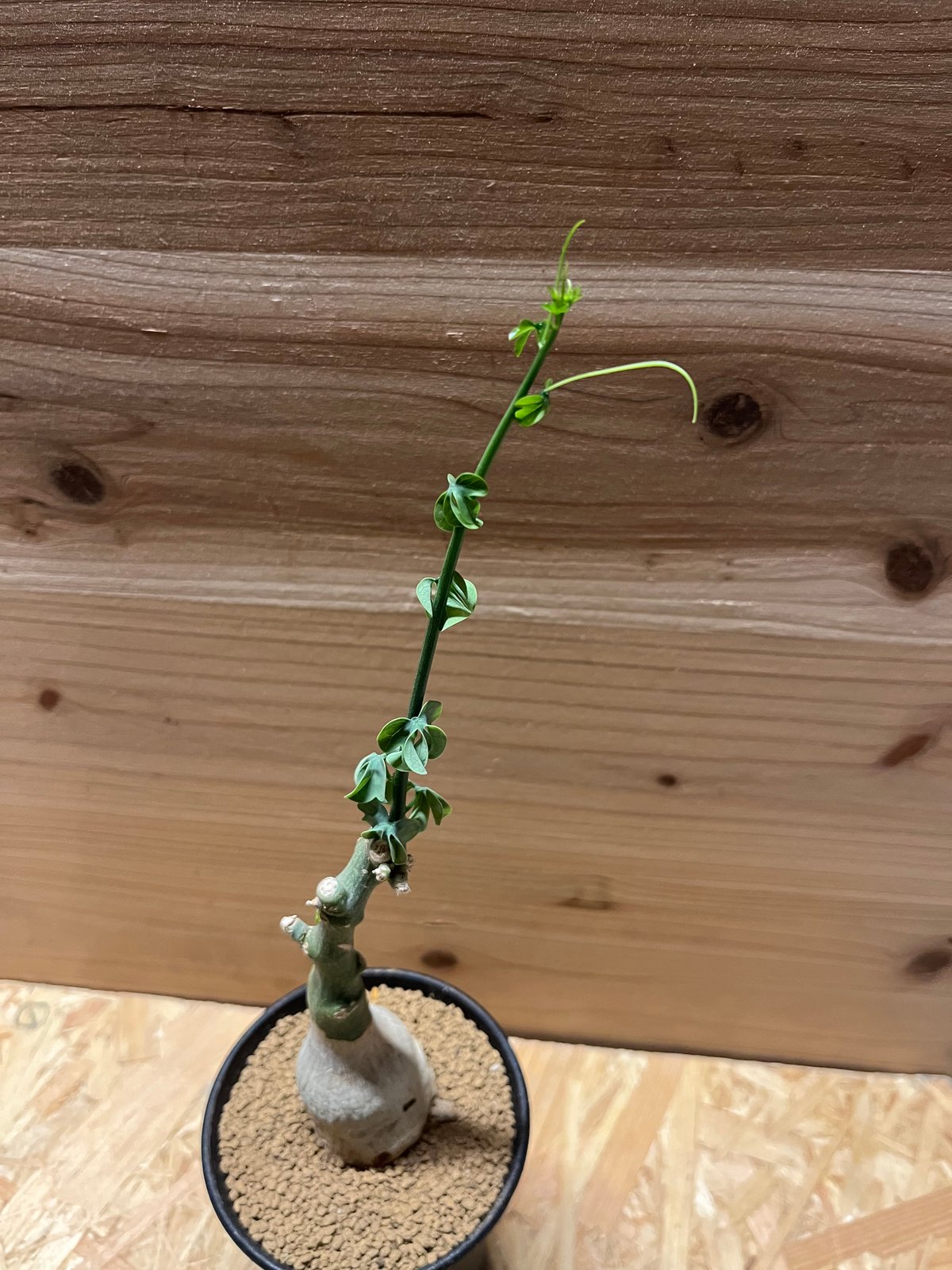 アデニア フルチコーサ | GREEN LUCK