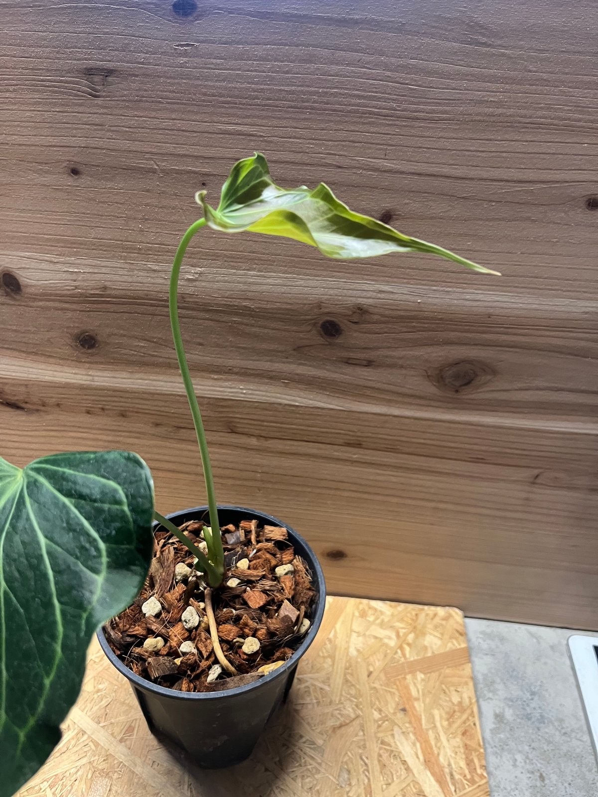 アンスリウム デルタフォース | GREEN LUCK