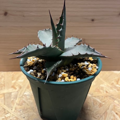 アガベ・パリー 'ネオメキシカーナ'｜Agave parryi sp